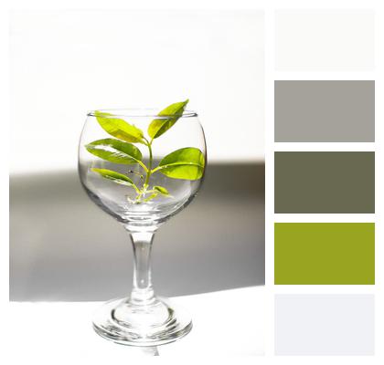 Glass Green Plant Wineglass Image